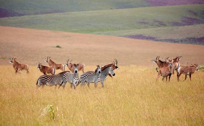 Malawi wildlife safari